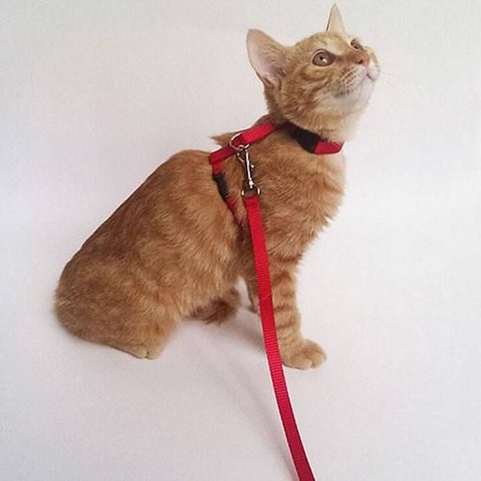 Harness Rope Belt Cat - Tali Tuntun Jalan Kucing - Cat Pet Leash