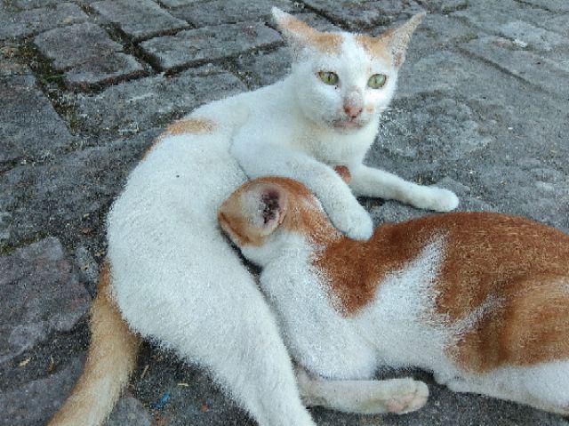 Distro Batik Hrb026 Kenongo Kemeja Tosca Pende Pekalongan Padi M L Xl Sogan Halus Kemeja Batik
