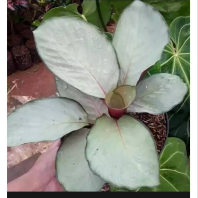 Taman hias calathea silver/ calathea silver