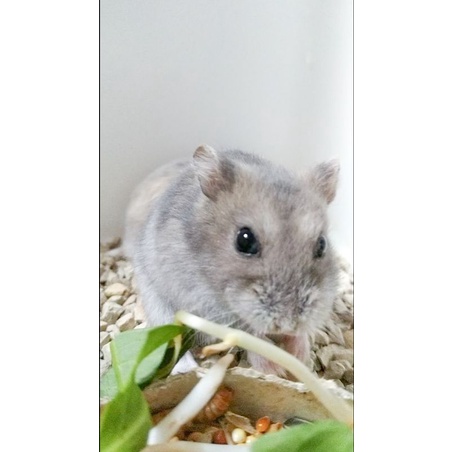 Hamster Winter White Sappire SiGembul (KHUSUS AREA SEMARANG GRAB EXPRESS/INSTANT)
