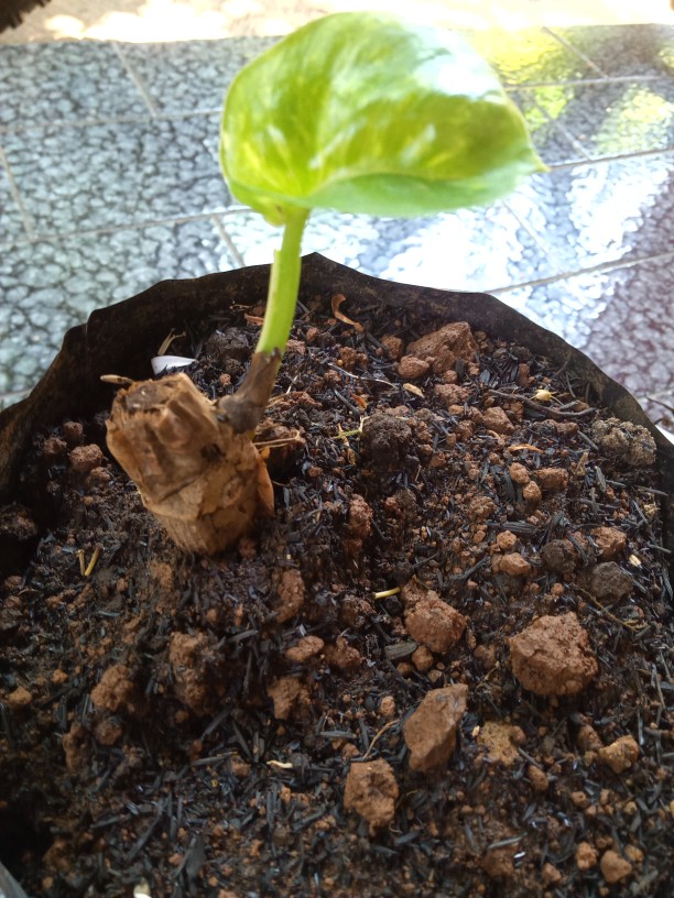 Sale ❗❗ Bibit Sirih Gading Jumbo