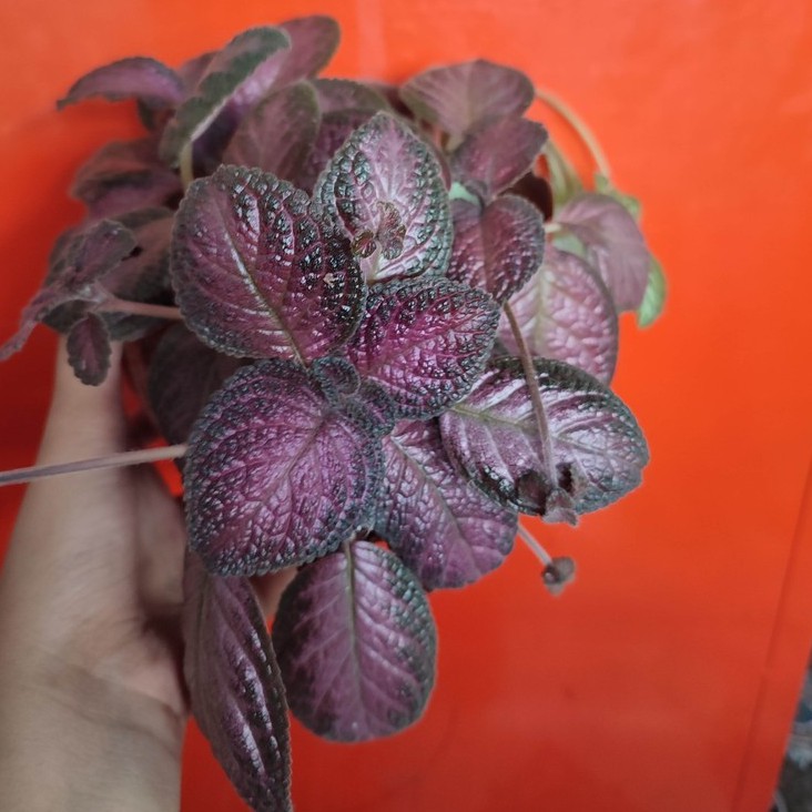 Bunga Episia Episcia Beludru Merah