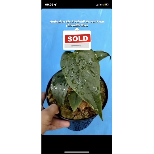 anthurium black veitchii