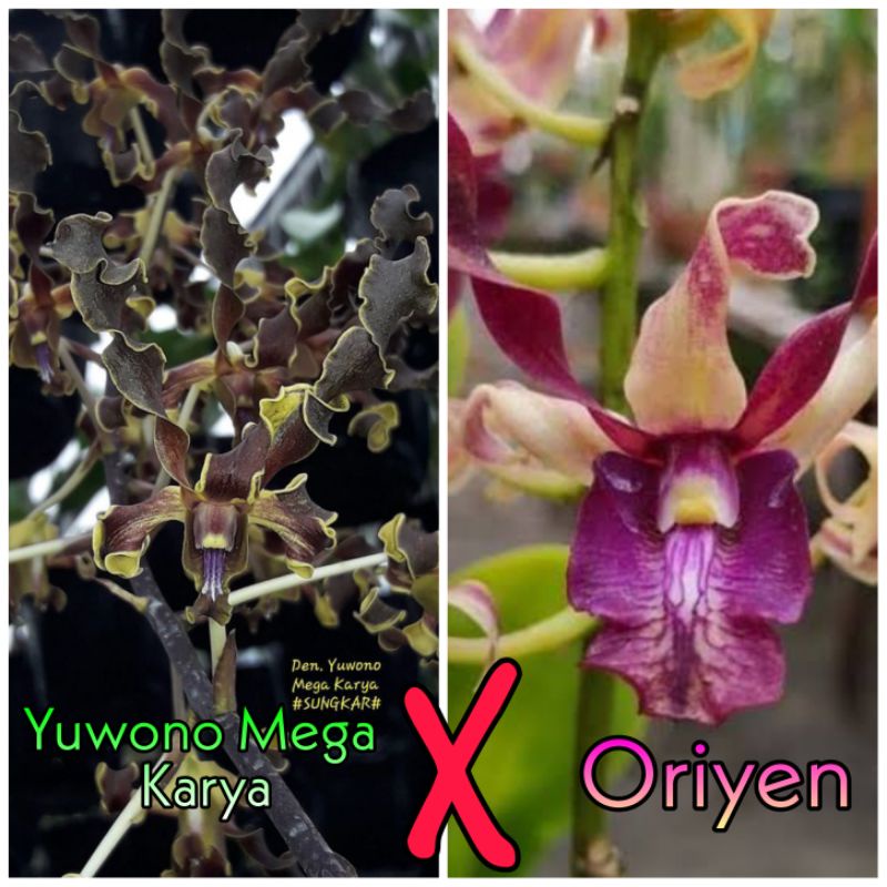 DENDROBIUM YUWONO MEGA KARYA X ORIYEN (PRA DEWASA)