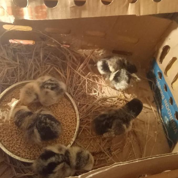 BEST SALE DOC ayam batik Itali silver bright & ayam batik Kanada asli