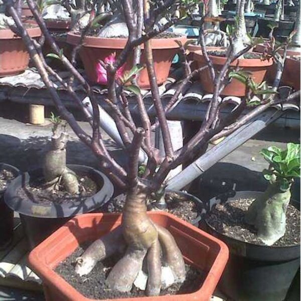 Benih Biji Bibit Bunga Adenium Black Somalense Tanaman Hias Kamboja