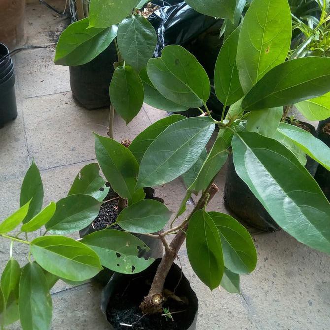 

pohon cincau
