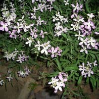 Benih Bibit Biji - Bunga Stock Night Scented (Harum di Malam Hari) Flower Seeds - IMPORT