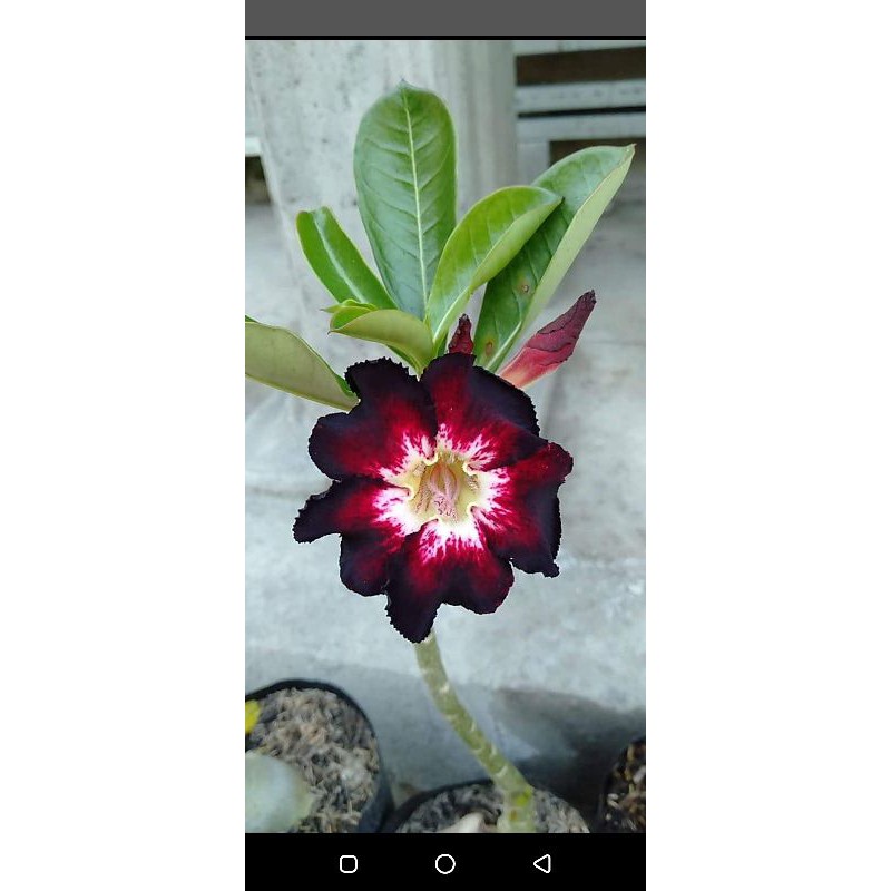 adenium bunga tumpuk dan single