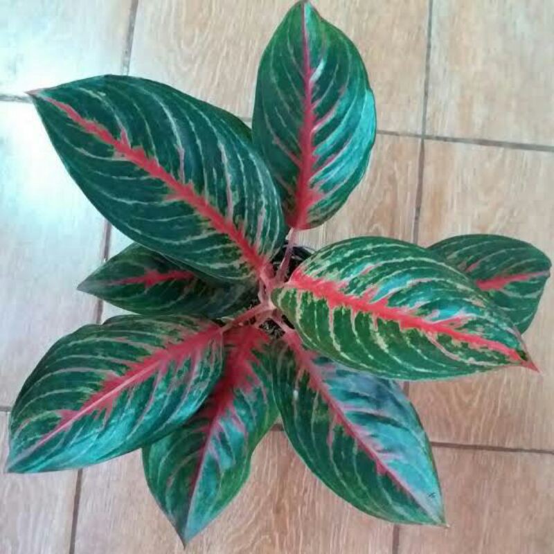 tanaman hias aglonema red borju-red borju-aglaonema red borju-aglo red borju-AGLONEMA RED BORJU