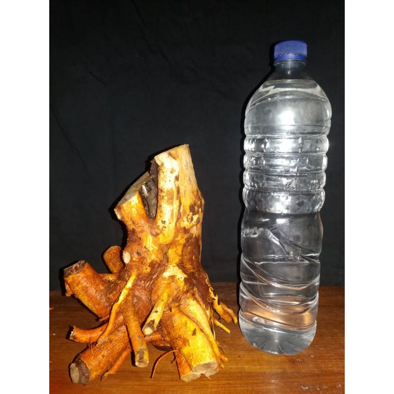 bahan bonsai dongkelan sisir kaliage