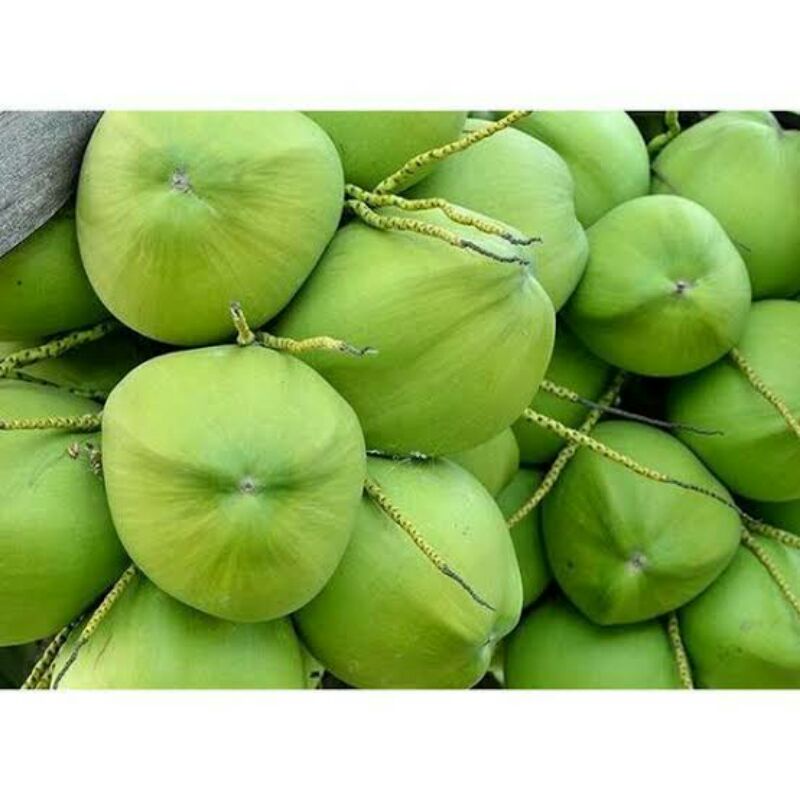 

KELAPA IJO MURAH SEGER SUPER