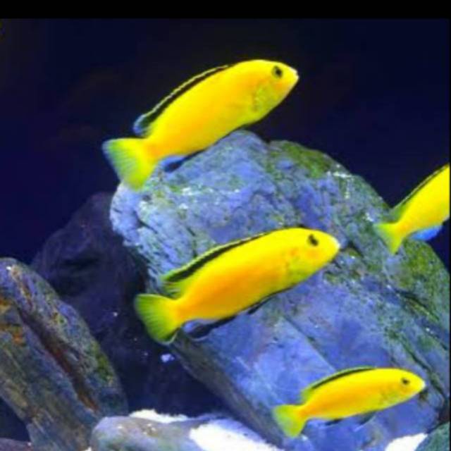 

Ikan hias cichild lemon 5 ekor