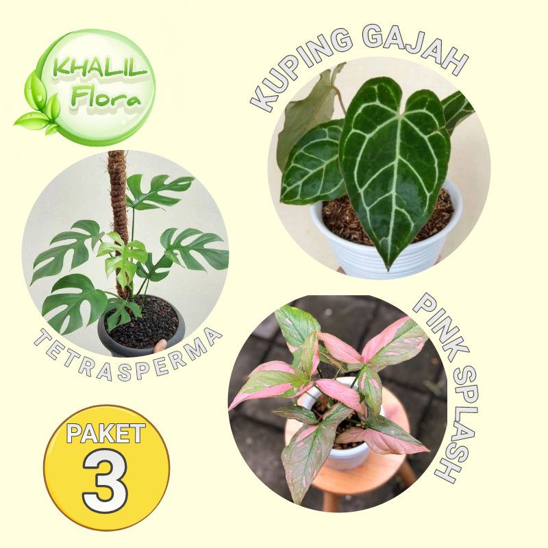 PROMO PAKET TANAMAN HIAS TERLARIS 3 JENIS LEBIH HEMAT