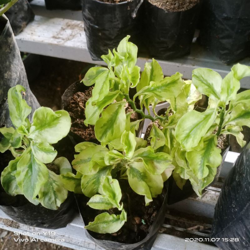 Tanaman Hias Gantung hoya curly / Tulang Patah Keriting