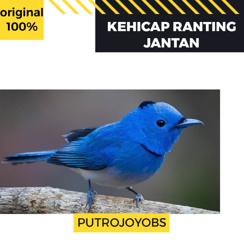 KEHICAP RANTING SLENDANG BIRU bukan tledekan gunung