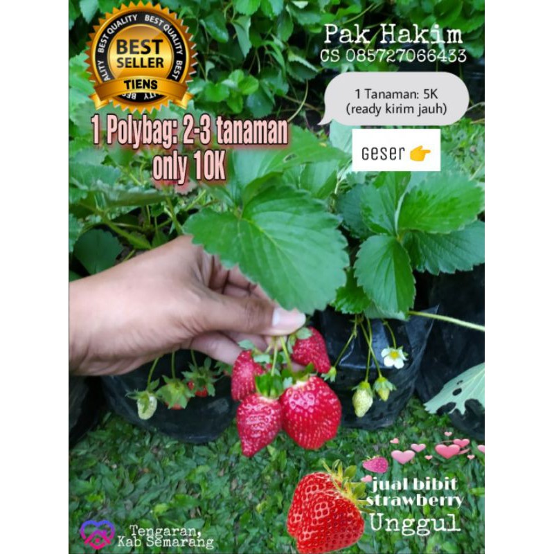 

Bibit_Strawberry_Unggulan_(Beli-5-gratis-1)