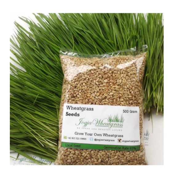 

Distributor Rumput Gandum 1KG TERMURAH Wheatgrass
