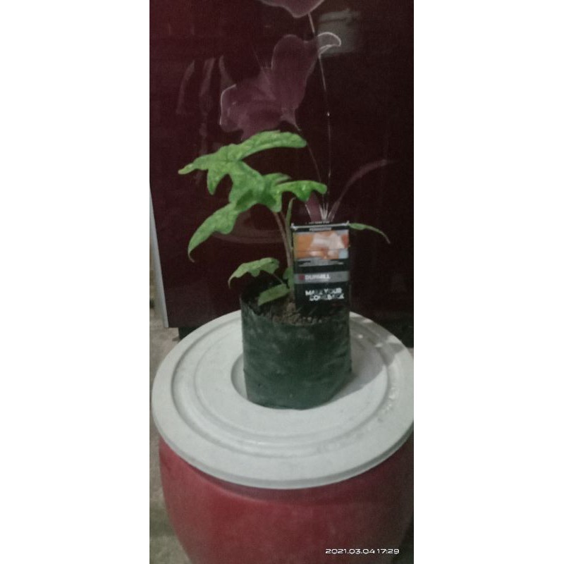 

ready ya alocasi jacklin anakan 3 daun cabutan
