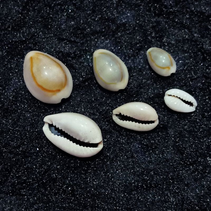 Kuwuk congklak Beklen Kerang Hiasan