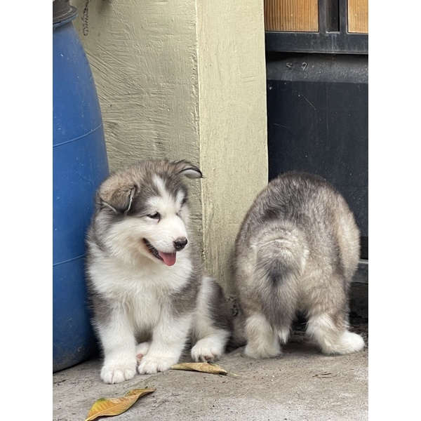 alaskan malamute puppy