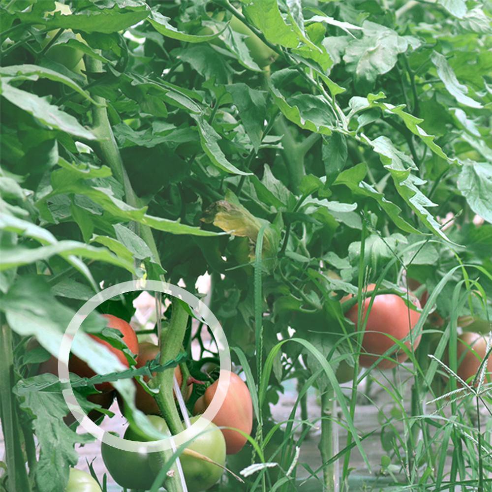 Augustina Klip Penyangga Tanaman Reusable Plastik Sayuran Alat Berkebun Pohon Tomat Anggur Penjepit