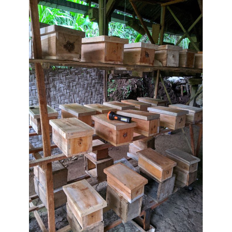 Koloni lebah klanceng kualitas super