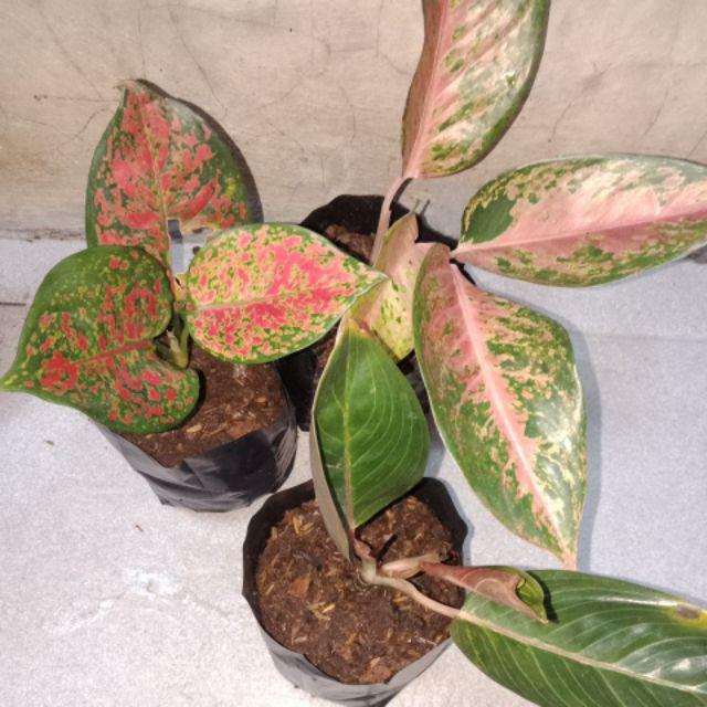 Aglonema Dut Anjamani Murah Harga 1 An 80 Rb Beli 5 Bonus 1