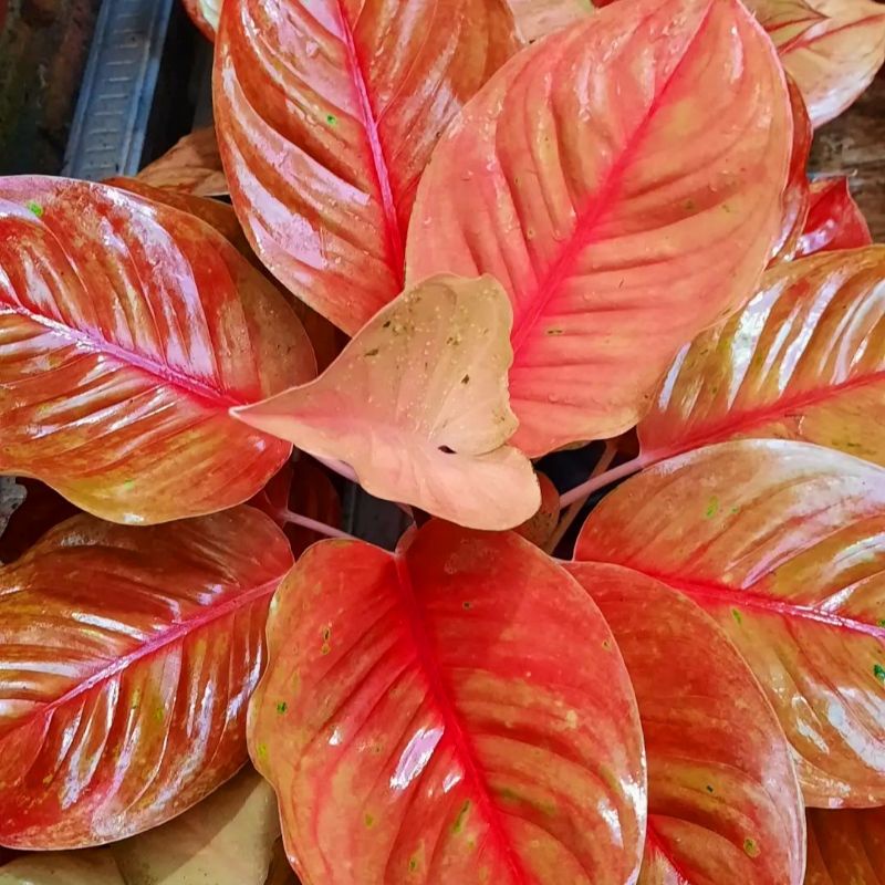 Aglonema Stripstise remaja - tanaman hias hidup - bunga hidup - bunga aglonema - aglaonema merah - aglonema merah - aglonema murah - aglaonema murah