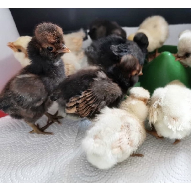 DOC Anakan Ayam Poland Jambul