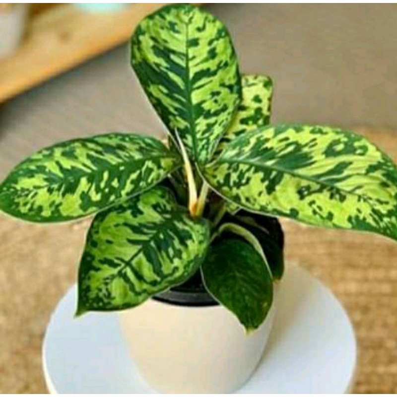 homalomena armi / homalomena camuoflage