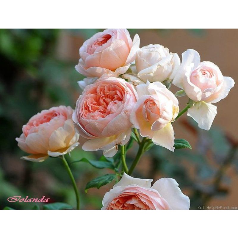 Bunga Mawar Import ABRAHAM DARBY ( BIBIT ) - mawar import bibit - mawar murah - mawar wangi