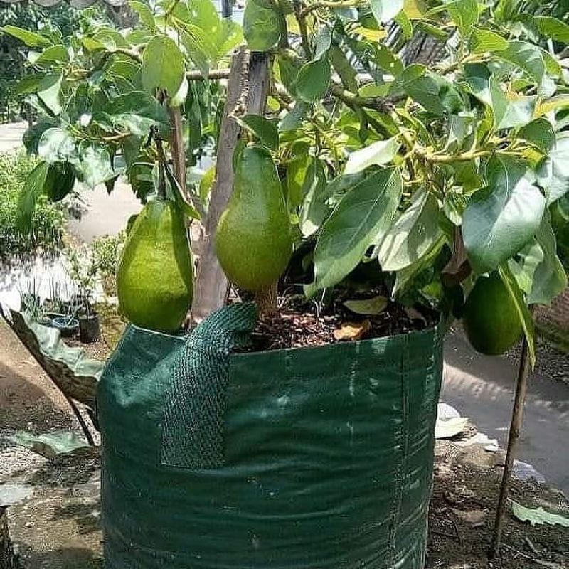 bibit alpukat aligator genjah