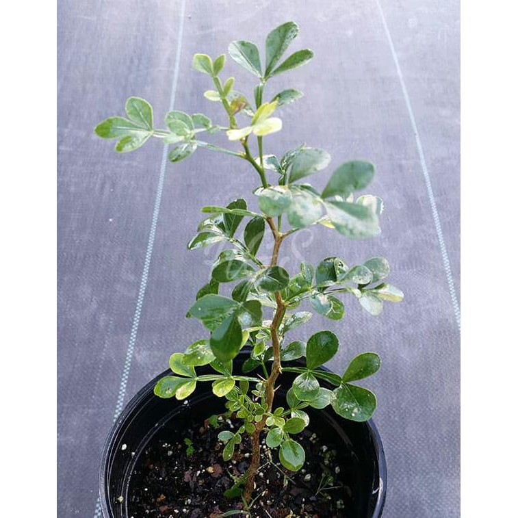 BIBIT TANAMAN BUAH KAWISTA LANGKA L1N