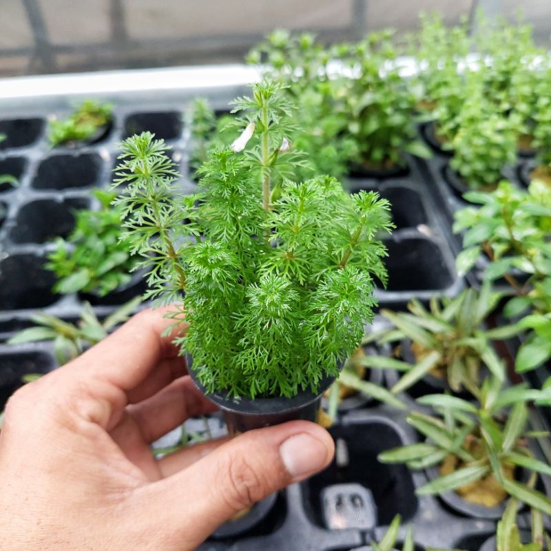 Limnophila sessiflora ( Tanaman Aquascape Tumbuhan Air Hiasan Aquarium Hidup )
