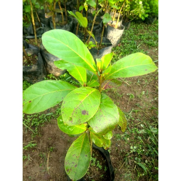 bibit pohon Ketapang laut/Ketapang laut daun besar