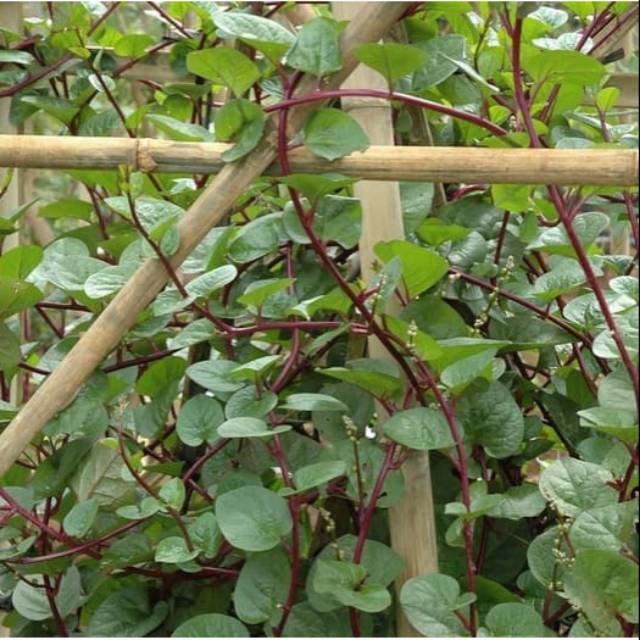 

Daun binahong merah - daun gendola herbal dengan perawatan alami non kimiawi