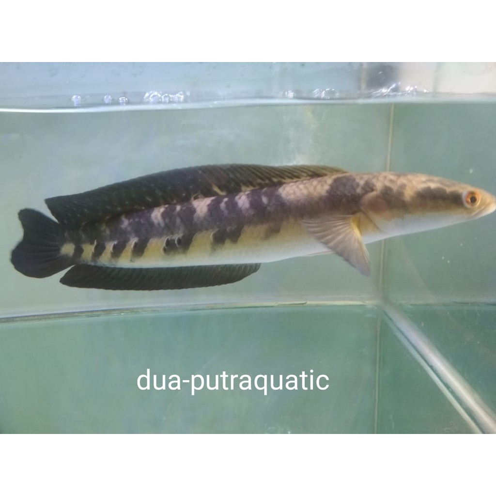 Ikan Chana Yellow Sentarum