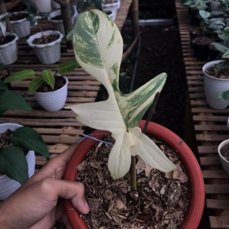 Tanaman Hias Bonggol Florida Beauty Varigata