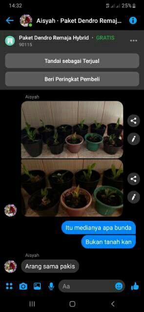 Anggrek Sedling Dendro Hybrid