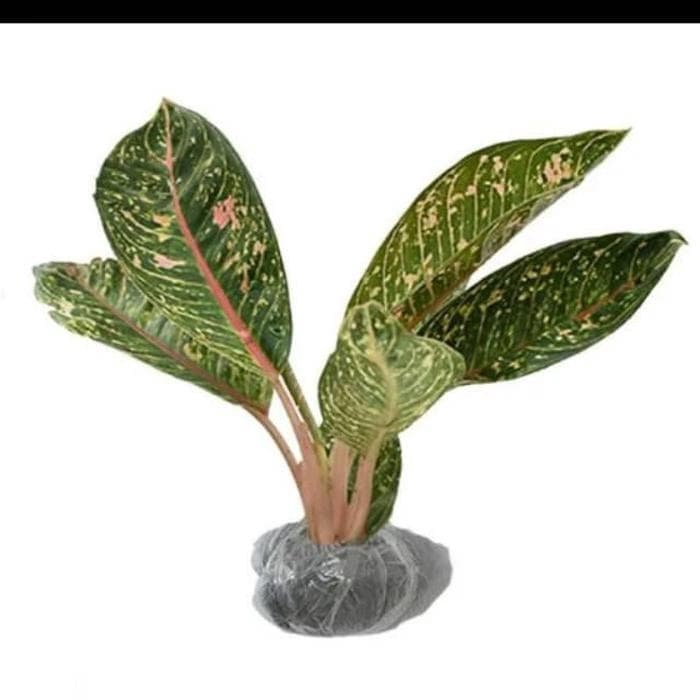 Pusat Grosir Tanaman Aglonema Dona Carmen kjJezK7FN3016M