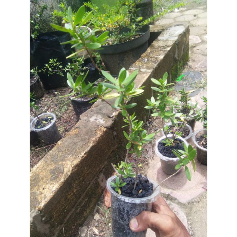 Bibit santigi karang