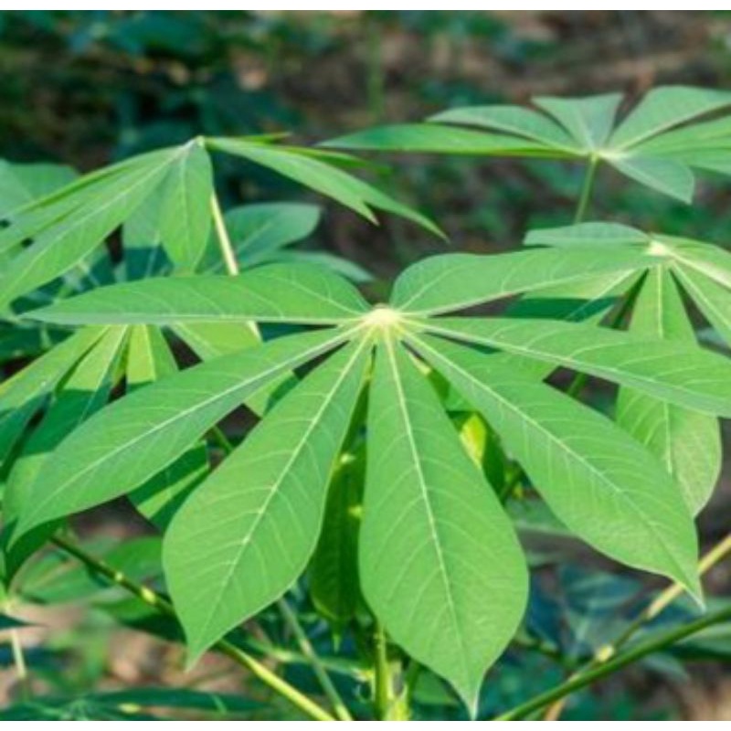 

Daun Singkong Sayur