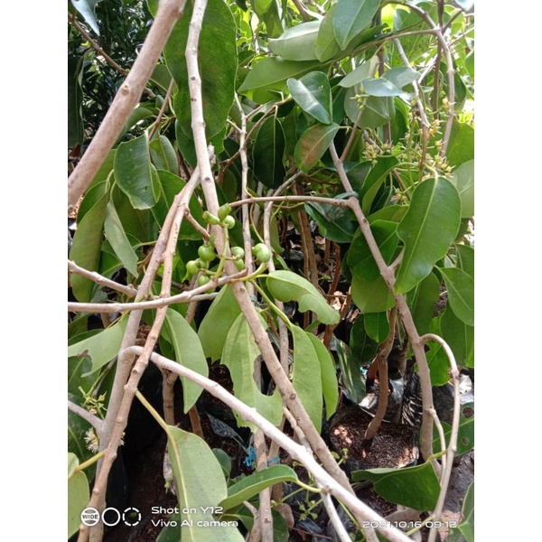 BIBIT JUWET PUTIH KONDISI BERBUNGA DAN BERBUAH BATANG BESAR