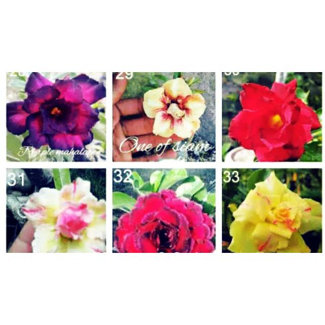 PROMO 6 paket macam adenium kamboja tanaman hias-adenium bunga tumpuk-obesum-kamboja jepang-kemboja-