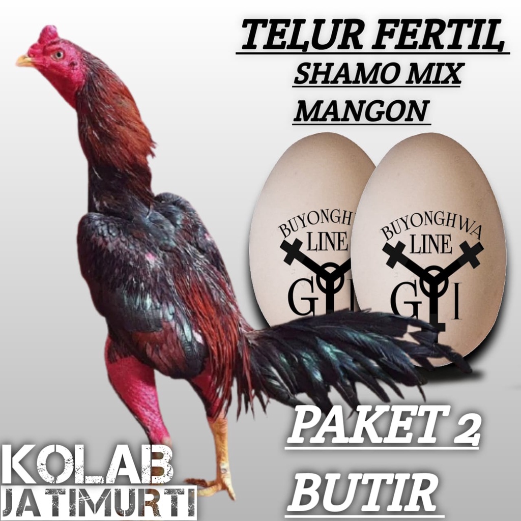 ayam bangkok aduan telur fertil shamo mix mangon super