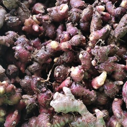 

BIBIT JAHE MERAH SEGAR 10 KG SDF64164ES
