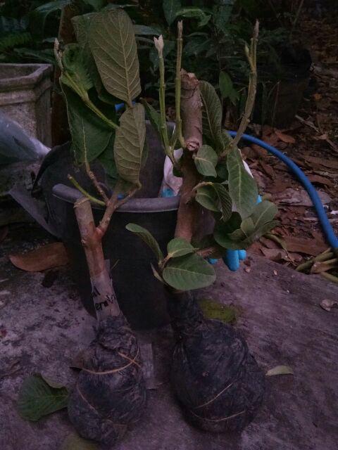 Bibit Jambu Kristal Merah