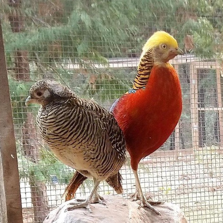 

telur ayam hias golden Pheasant untuk ditetaskan