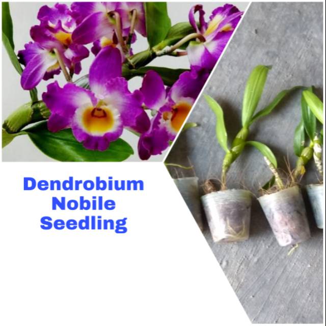 Anggrek Dendrobium Nobile